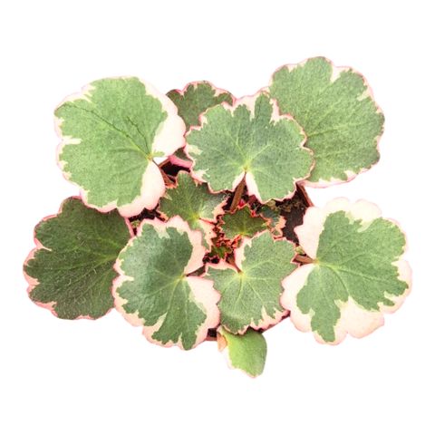 Saxifraga stolonifera 'Tricolor'