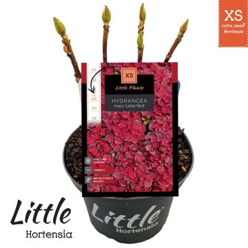 Hydrangea macrophylla LITTLE XS RED