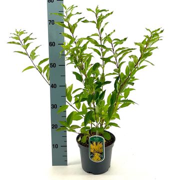 Forsythia x intermedia 'Lynwood'