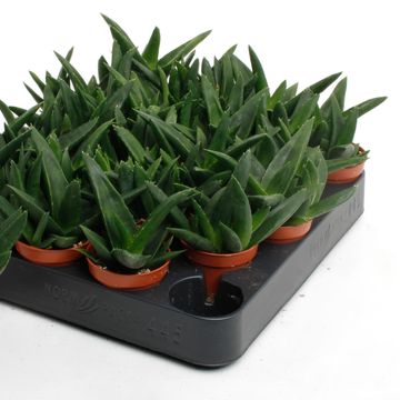 Haworthia pentagona