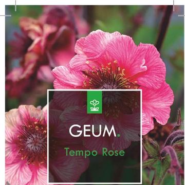 Geum TEMPO ROSE