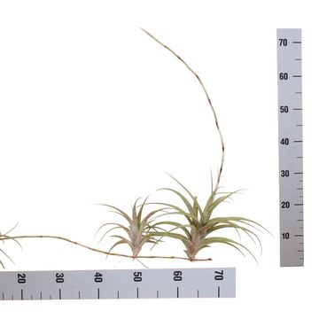 Tillandsia secunda 'Vivipara'