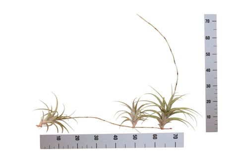 Tillandsia secunda 'Vivipara'