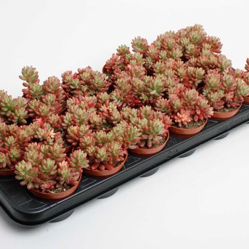 Sedum x rubrotinctum 'Aurora'