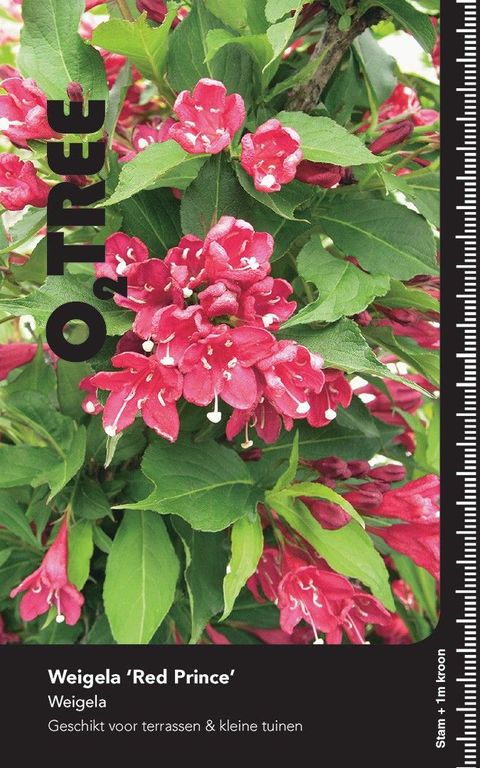 Weigela 'Red Prince'