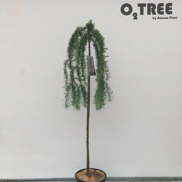 Larix kaempferi 'Stiff Weeper'