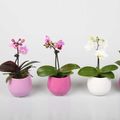 Phalaenopsis MIX