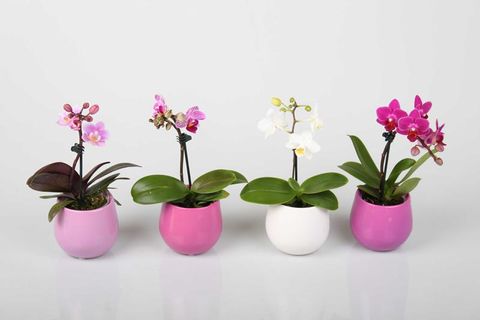 Phalaenopsis MIX