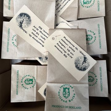 Puschkinia scilloides libanotica 'Alba'