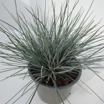 Festuca cinerea