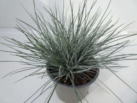 Festuca cinerea