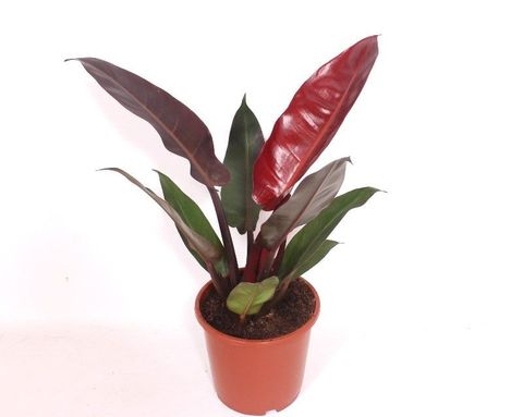 Philodendron 'Red Sun'