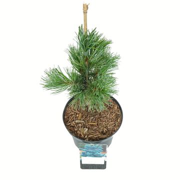 Pinus parviflora 'Negishi'