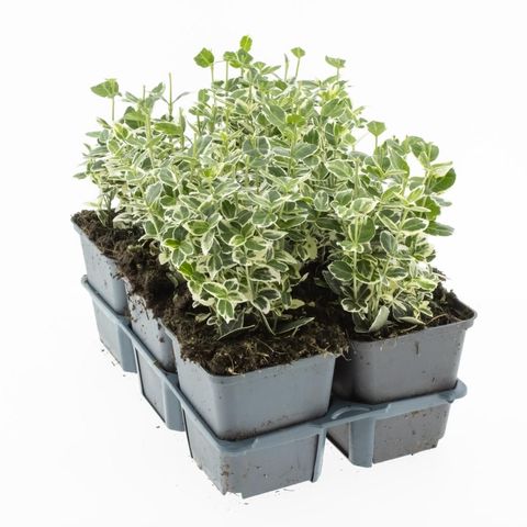 Euonymus fortunei 'Emerald Gaiety'