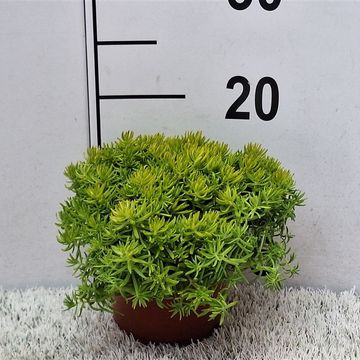 Sedum 'Lemon Ball'