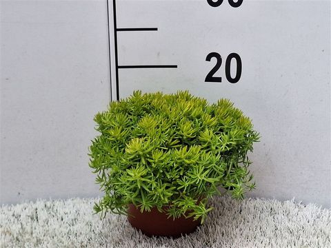 Sedum 'Lemon Ball'