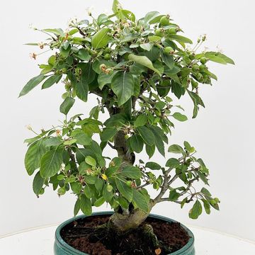 Malus halliana