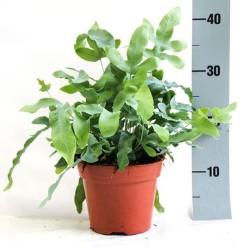 Phlebodium aureum 'Блю Стар'