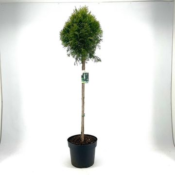 Thuja occidentalis 'Smaragd'