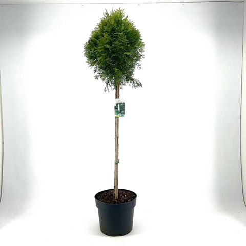 Thuja occidentalis 'Smaragd'