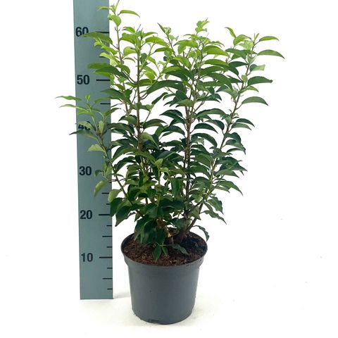 Prunus lusitanica 'Angustifolia'