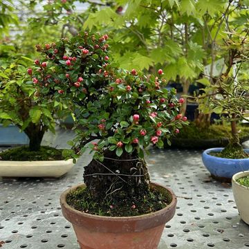 Cotoneaster horizontalis