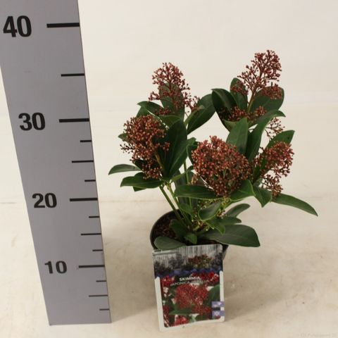 Skimmia japonica 'Rubella'