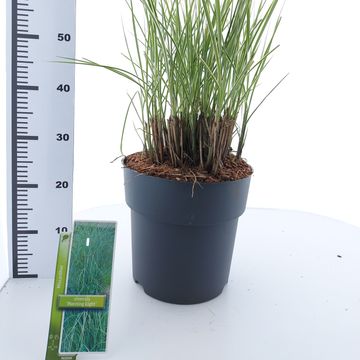 Miscanthus sinensis 'Morning Light'