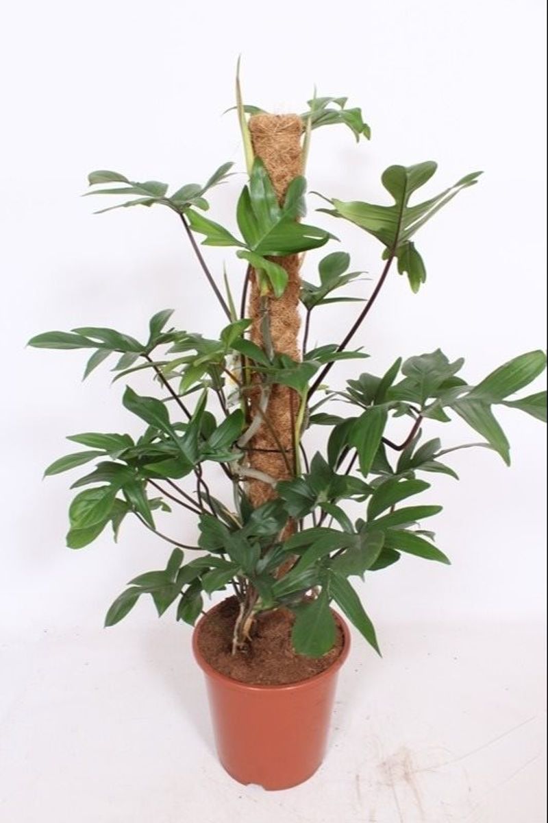 Philodendron pedatum — Plant Wholesale FlorAccess