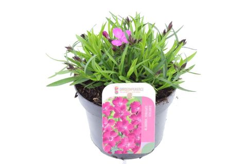 Dianthus superbus KAHORI PINK