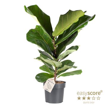 Ficus lyrata