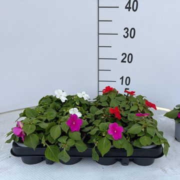 Impatiens walleriana