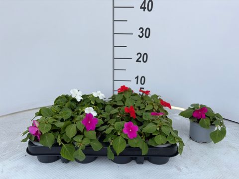 Impatiens walleriana