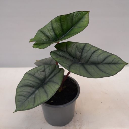 Alocasia 'Platinum'