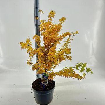 Acer palmatum 'Orange Dream'