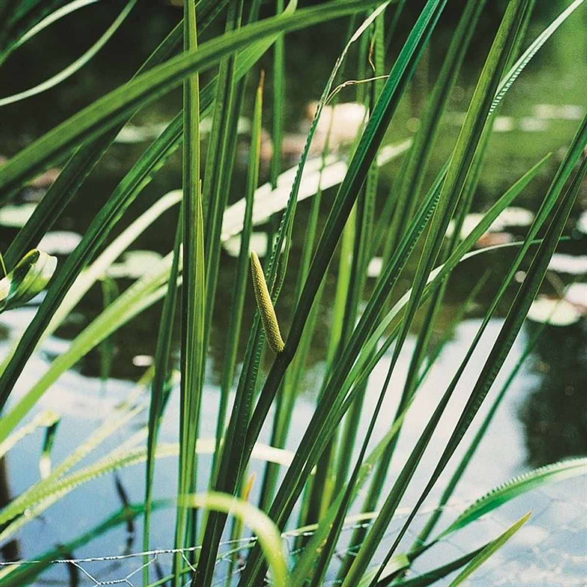 Acorus calamus — Plant Wholesale FlorAccess
