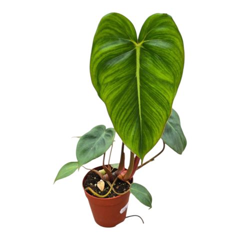 Philodendron billietiae x pastazanum