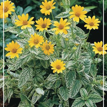 Heliopsis helianthoides MIX