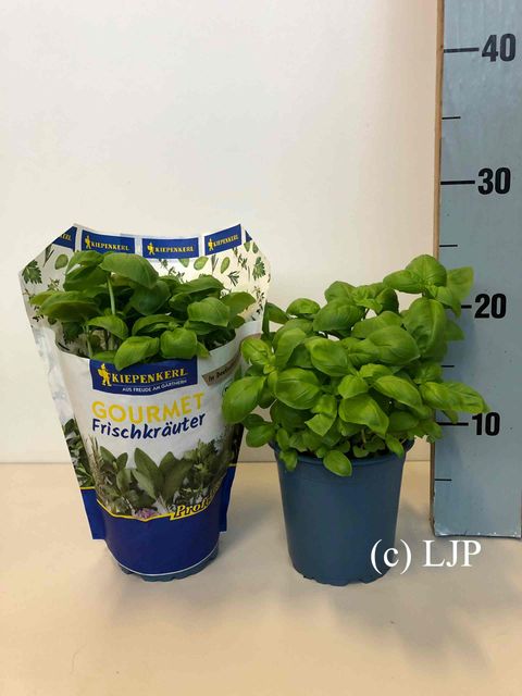 Ocimum basilicum 'Genovese'