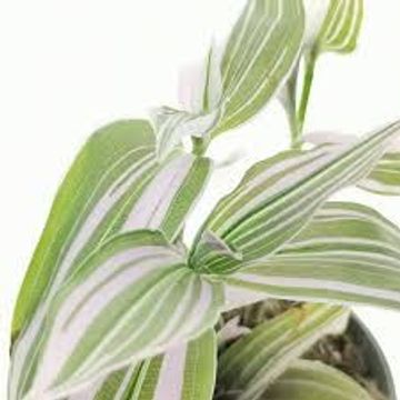 Tradescantia 'Lollipop'