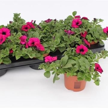 Petunia GGG SUNPLEASURE PURPLE