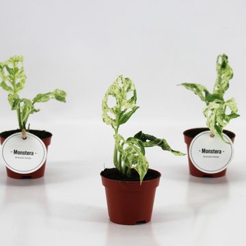 Monstera 'Frozen Freckles'