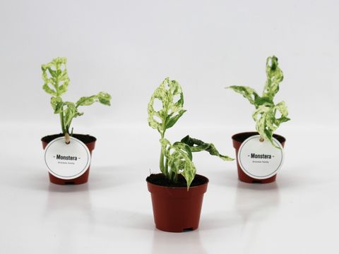 Monstera 'Frozen Freckles'