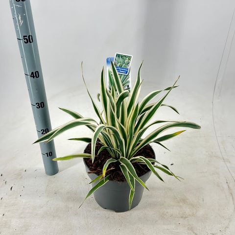 Yucca filamentosa 'Ivory Towers'