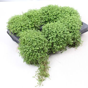 Soleirolia soleirolii