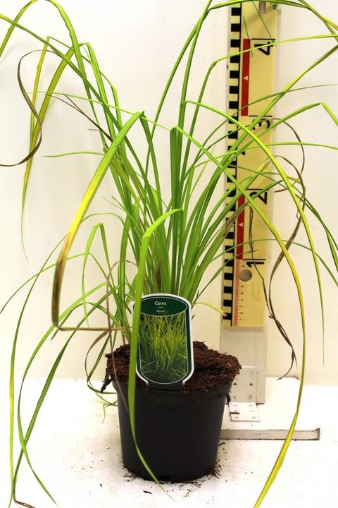 Carex elata 'Aurea'