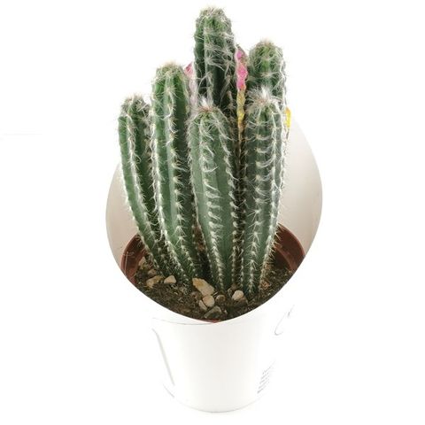 Pilosocereus glaucochrous