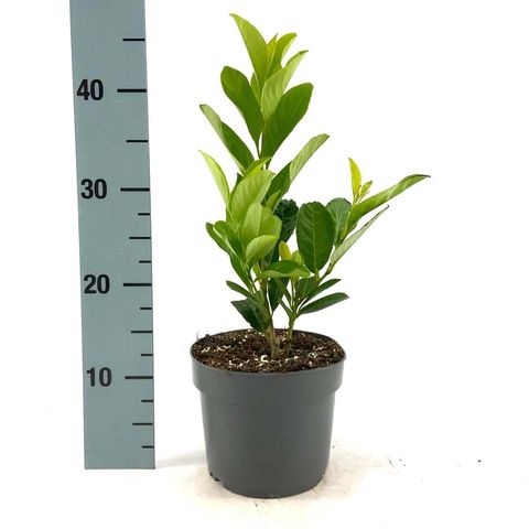 Prunus laurocerasus 'Rotundifolia'