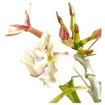 Pachypodium saundersii