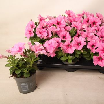 Petunia ALPE TUNIA ROSE